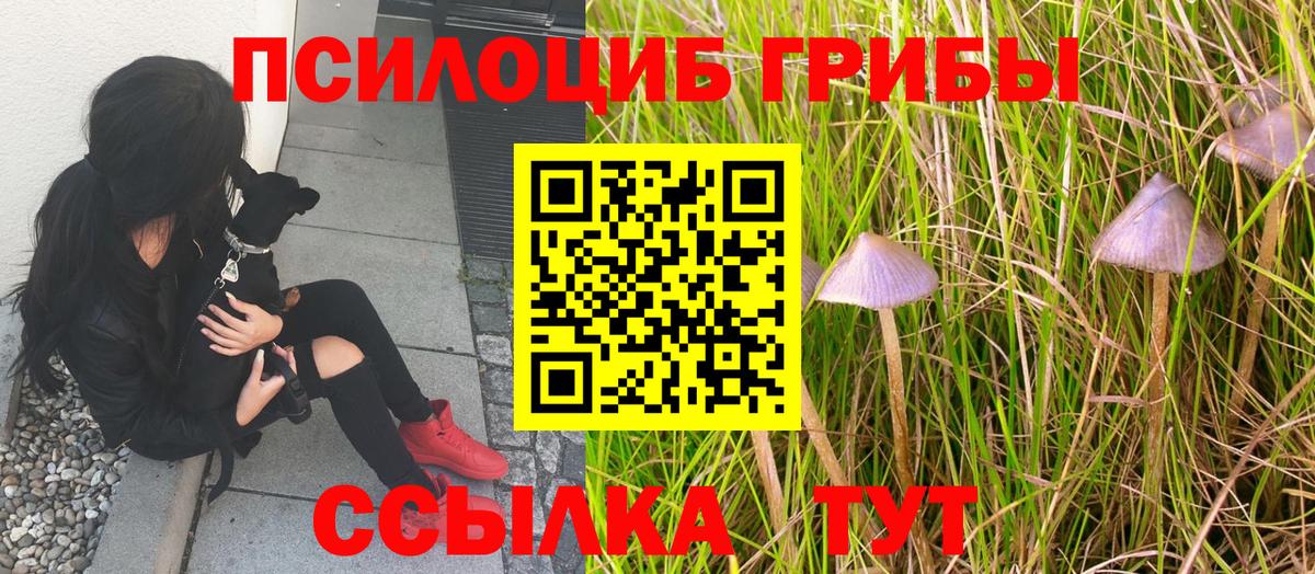 Псилоцибиновые грибы Cubensis  Вход с VPN  Усинск  Псилоцибиновые грибы Cubensis 